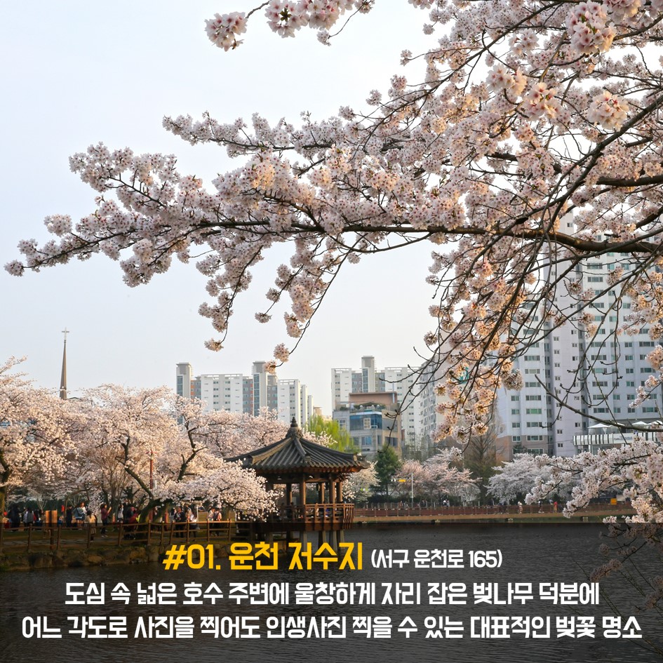 아시아문화중심도시 광주의 벚꽃명소